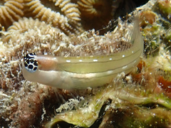 Schroeder's Combtooth Blenny photo 2