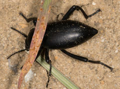 Eleodes acuticauda