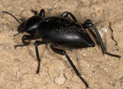 Eleodes acuticauda