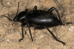 Eleodes acuticauda
