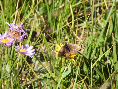 Theano Alpine photo 5