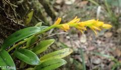 Bulbophyllum auriflorum image