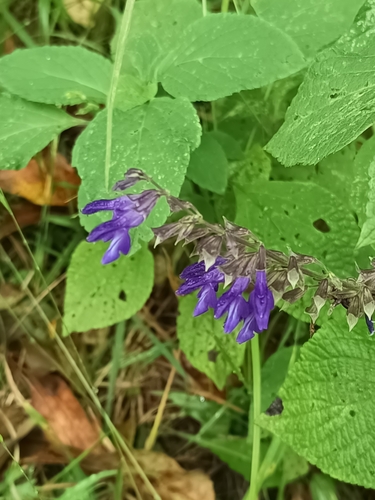 Salvia mexicana