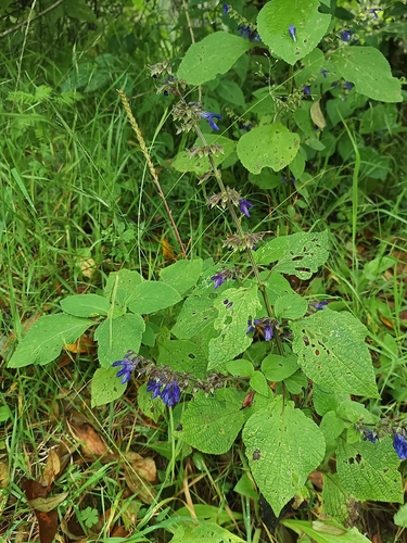 Salvia mexicana