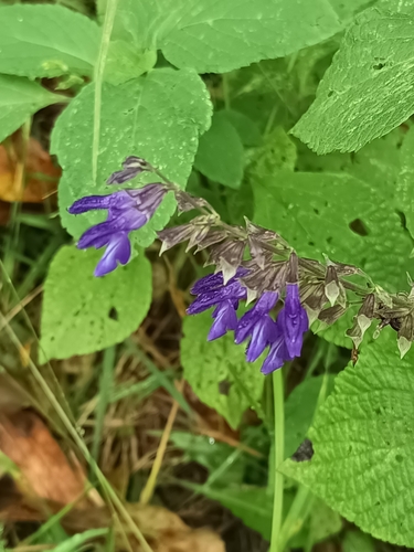 Salvia mexicana