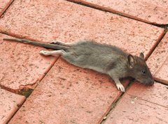 Rattus andamanensis