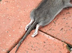 Rattus andamanensis