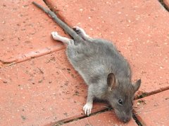 Rattus andamanensis