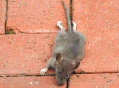 Rattus andamanensis