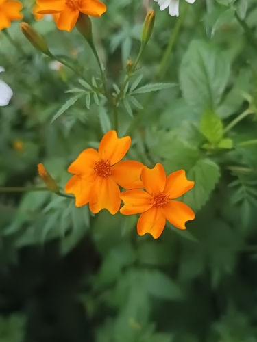 Image of Tagetes tenuifolia by (c) Ricardo Betancourt Sánchez, some rights reserved (CC BY)