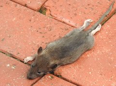 Rattus andamanensis