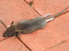 Rattus andamanensis