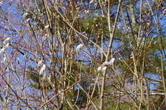 Salix chaenomeloides