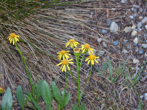 Image of Senecio crassulus by (c) Jared Shorma, some rights reserved (CC BY)