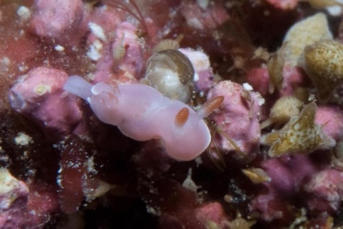 Verconia romeri