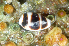 Palmadusta asellus