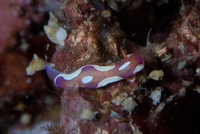 Twinspot Rainbow Dorid