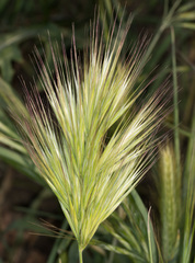 Bromus madritensis