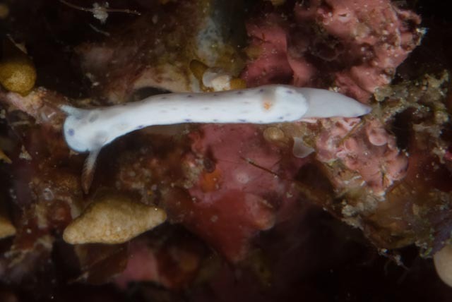 Holey Split-tooth Dorid