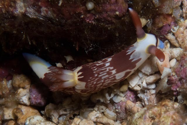 Ivory Wrinkle Dorid