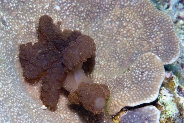 Melibe coralophilia