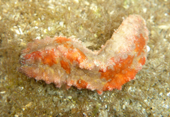 Plesiocolochirus