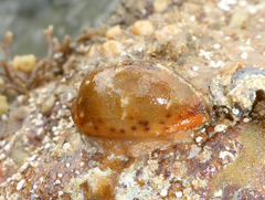 Purpuradusta gracilis