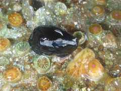 Palmadusta asellus