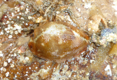 Purpuradusta gracilis