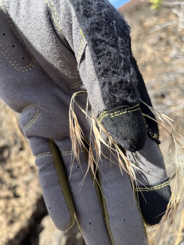Bromus tectorum observed 2023-10-10