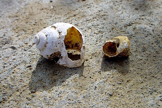 Tropidophora carinata