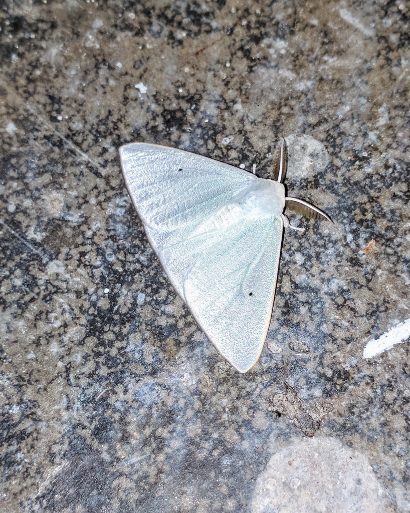 Arctornis ungula
