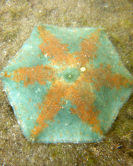 Meridiastra