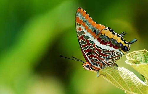 Two-tailed Pasha