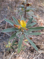 Eriosema grandiflorum