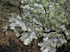 Hyperphyscia confusa