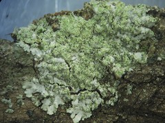 Hyperphyscia confusa