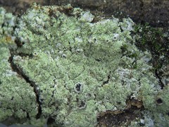 Hyperphyscia confusa