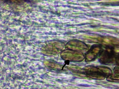 Hyperphyscia confusa