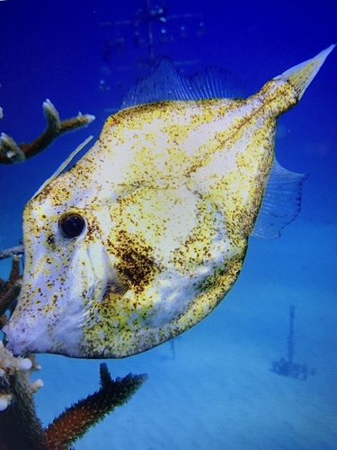 Orange Filefish