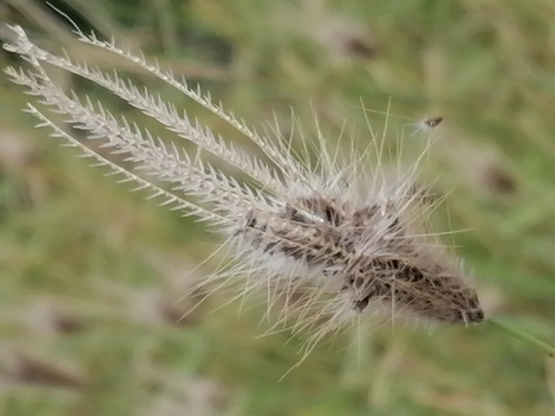 Chloris virgata iNat (2)