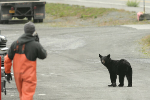 American Black Bear photographed in Alaska
