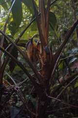Cyclanthaceae