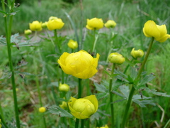 Trollius europaeus
