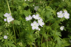 Phacelia purshii