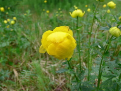 Trollius europaeus