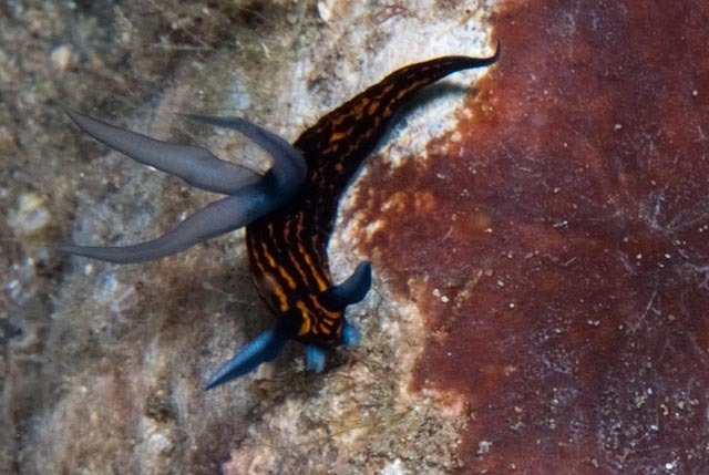 Graceful Wrinkle Dorid