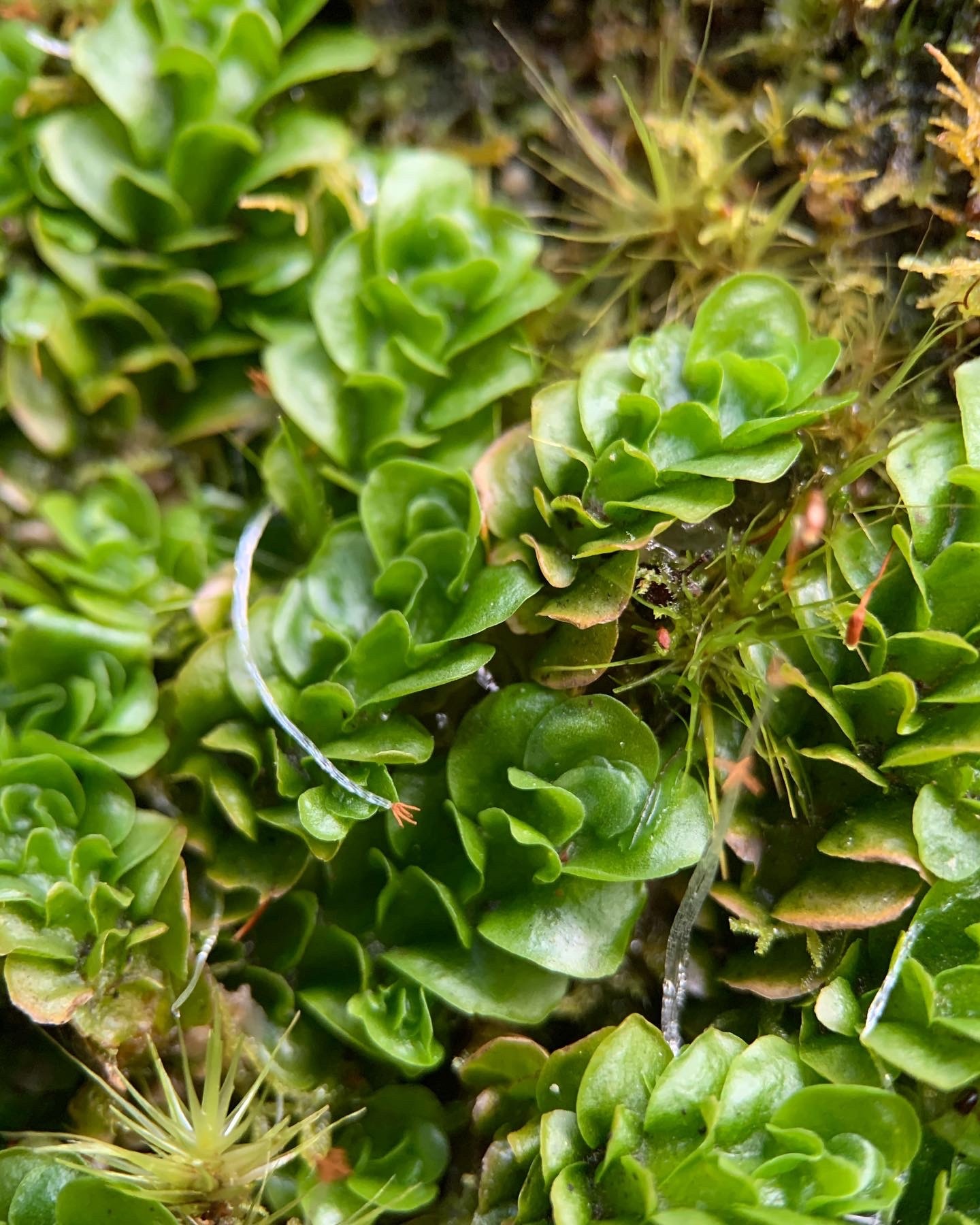 Haplomitriopsida