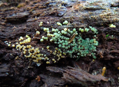Trichoderma chromospermum