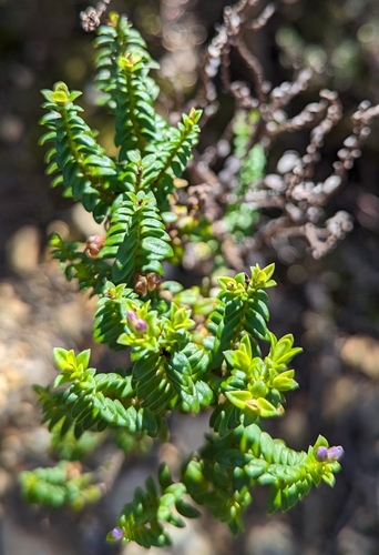 Image of Veronica formosa by (c) Michael A. Alcorn, some rights reserved (CC BY)